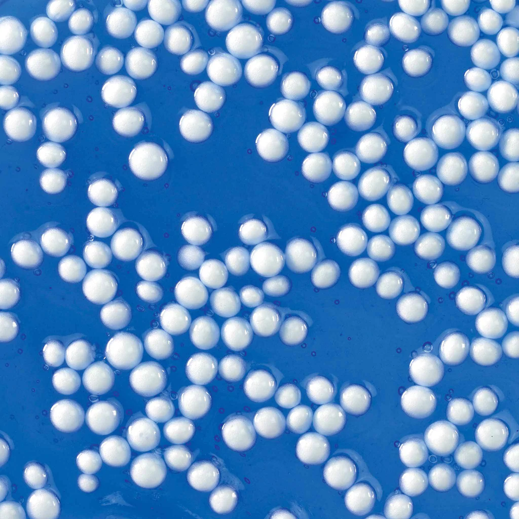 Cracklen Kracken Thinking Putty Poppn Series by 1