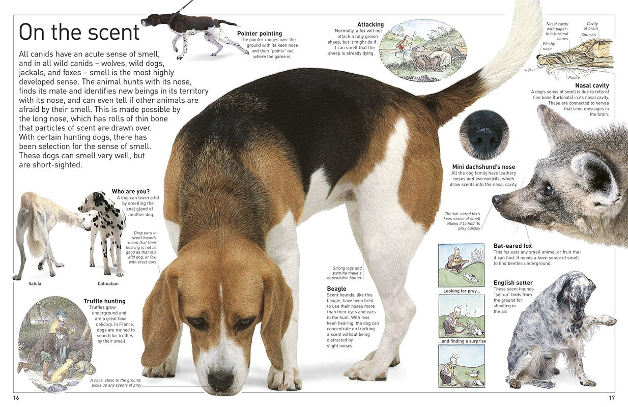 DK Eyewitness Books Dog by Dorling Kindersley 1