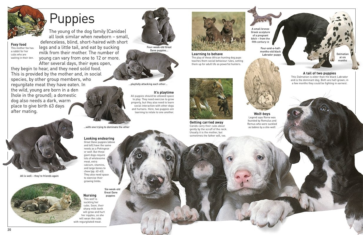 DK Eyewitness Books Dog by Dorling Kindersley 2