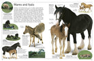 DK Eyewitness Books Horse by Dorling Kindersley 1