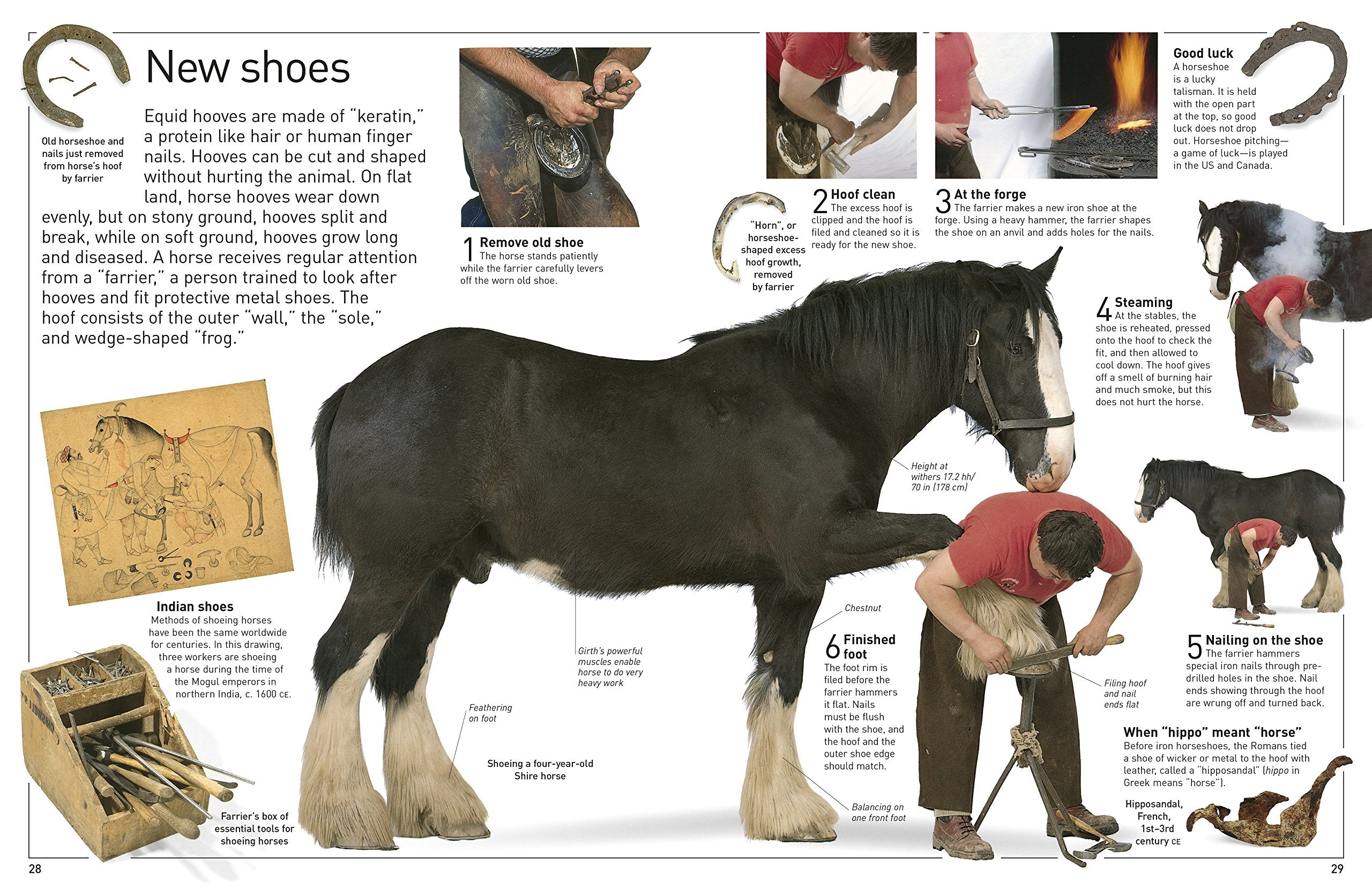 DK Eyewitness Books Horse by Dorling Kindersley 3