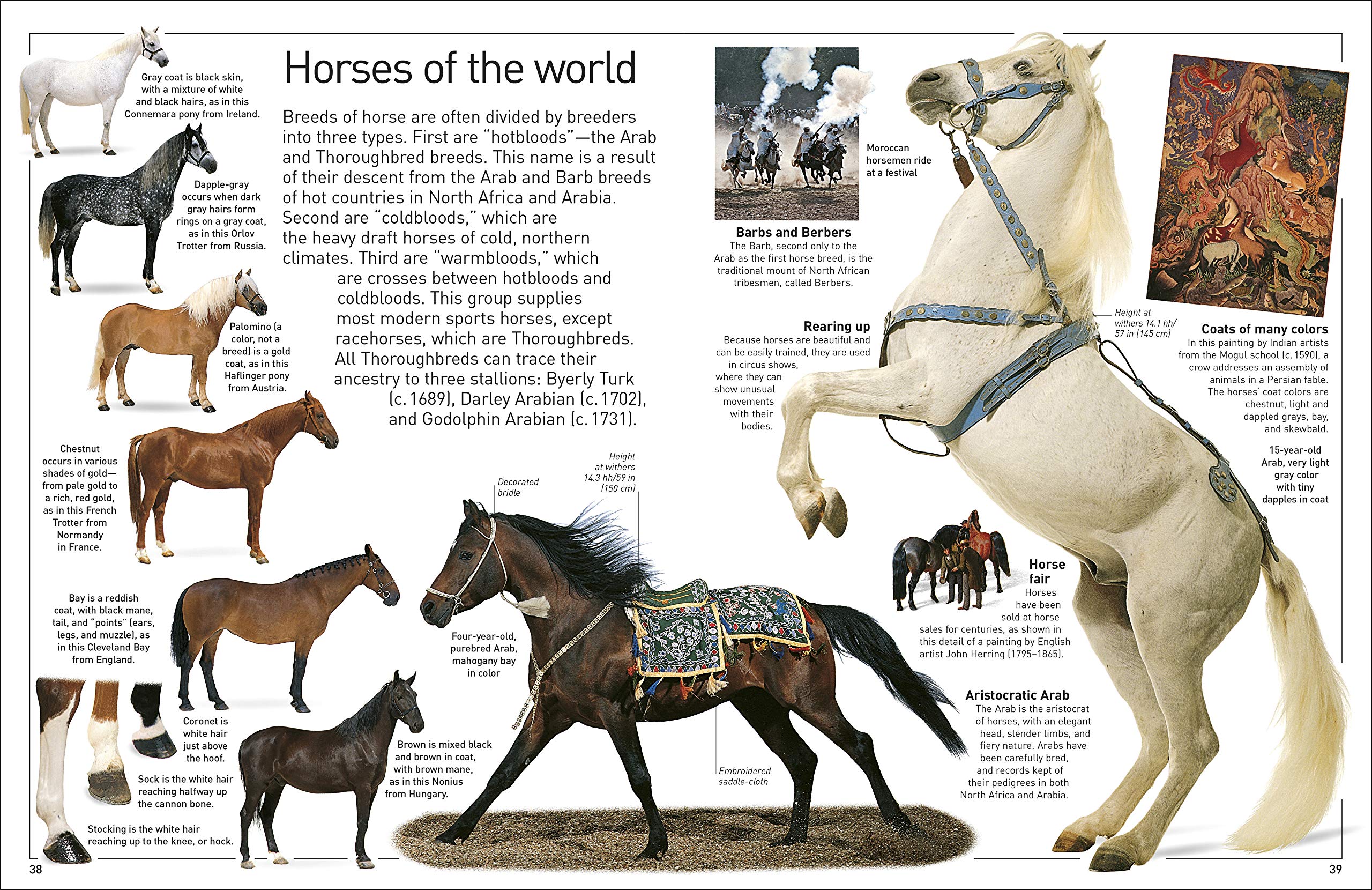 DK Eyewitness Books Horse by Dorling Kindersley 7