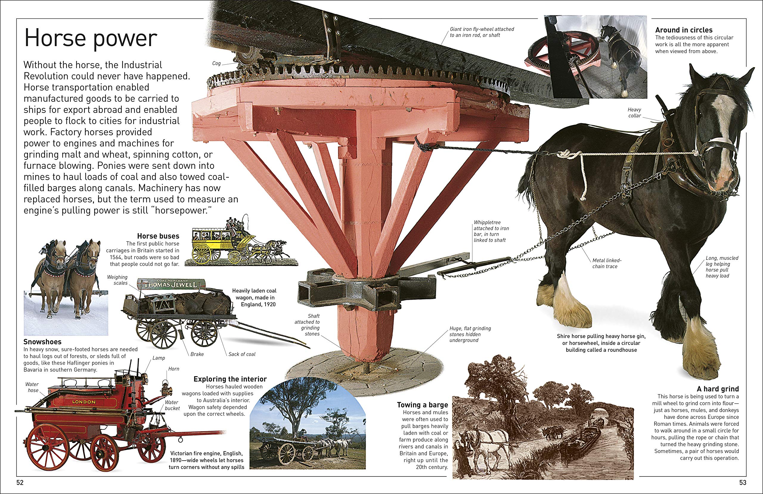 DK Eyewitness Books Horse by Dorling Kindersley 8