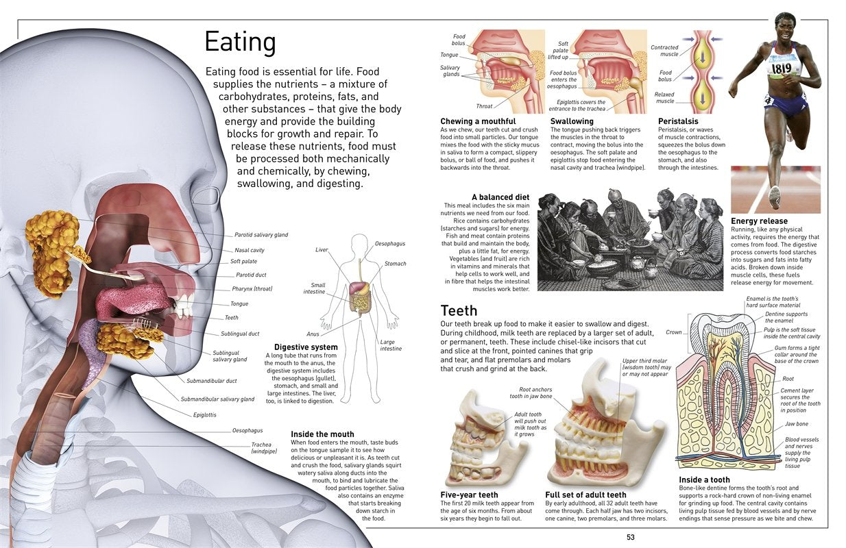 DK Eyewitness Books Human Body by Dorling Kindersley 2