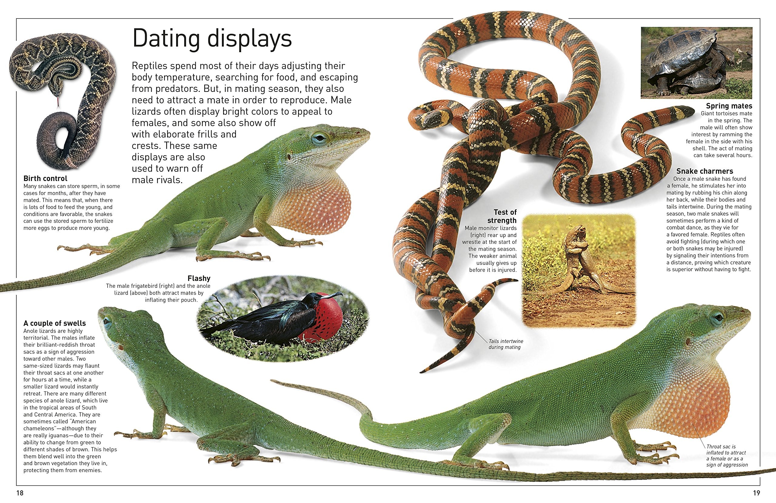 DK Eyewitness Books Reptile by Dorling Kindersley 2