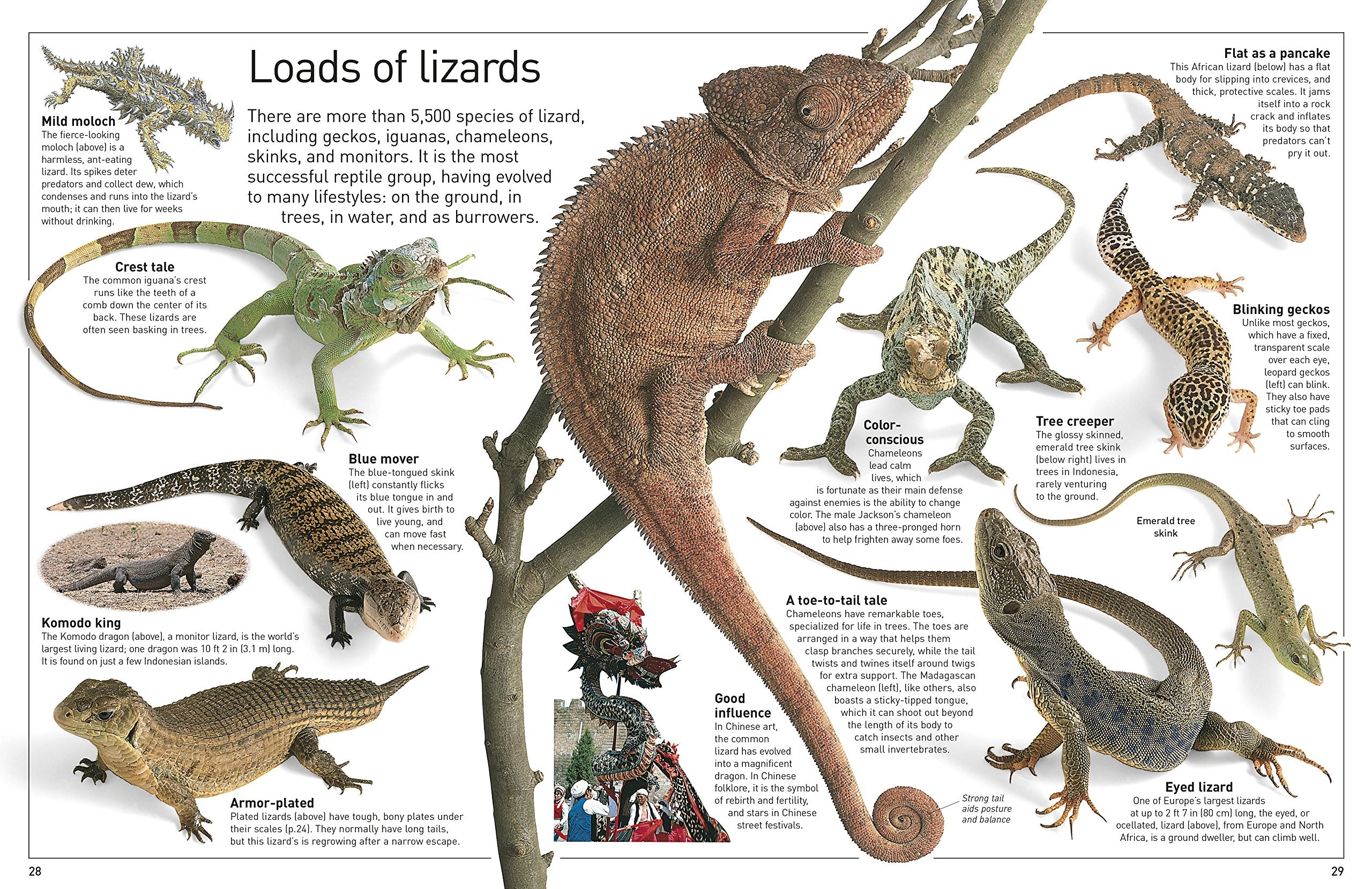 DK Eyewitness Books Reptile by Dorling Kindersley 3