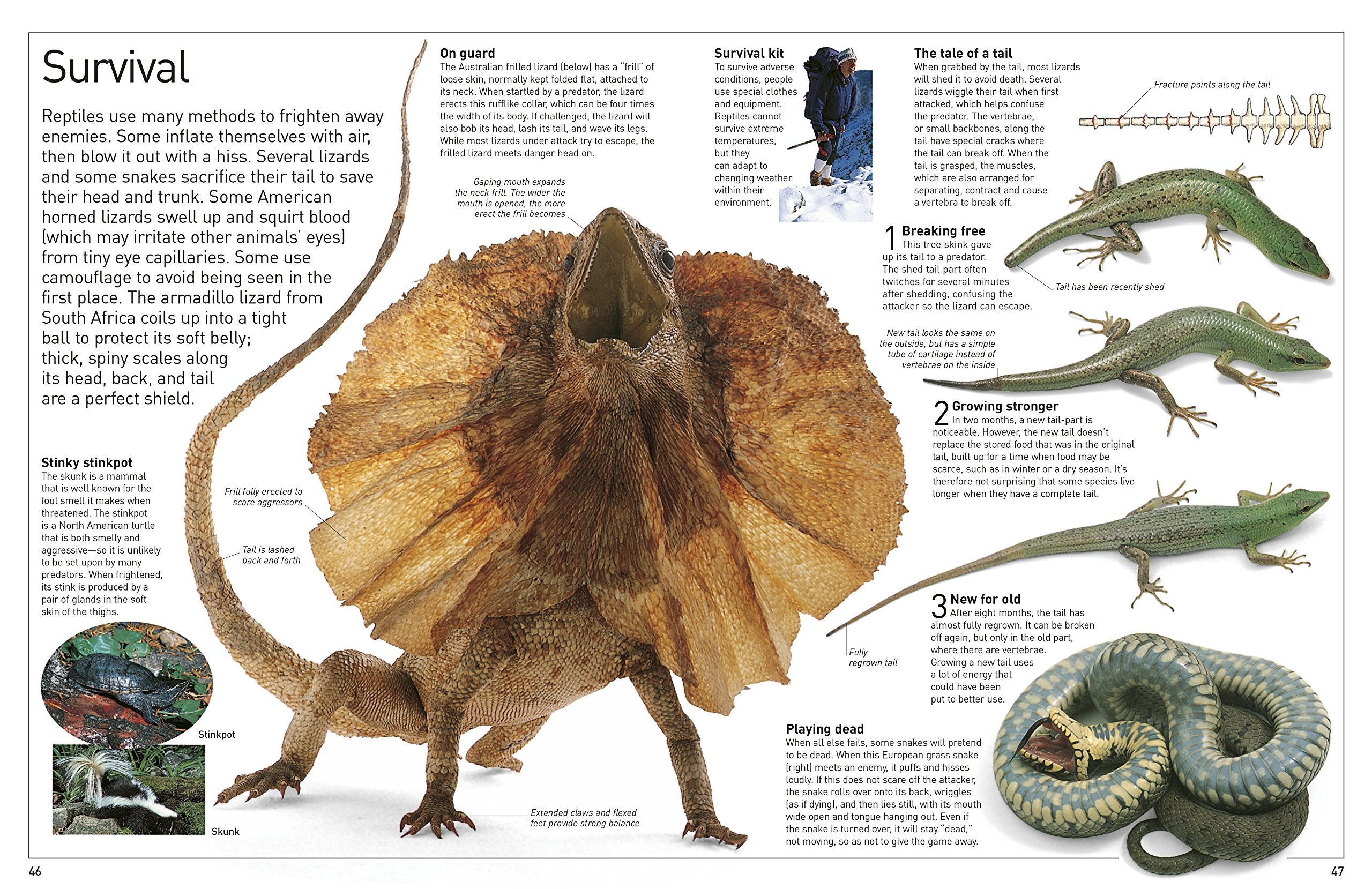 DK Eyewitness Books Reptile by Dorling Kindersley 4