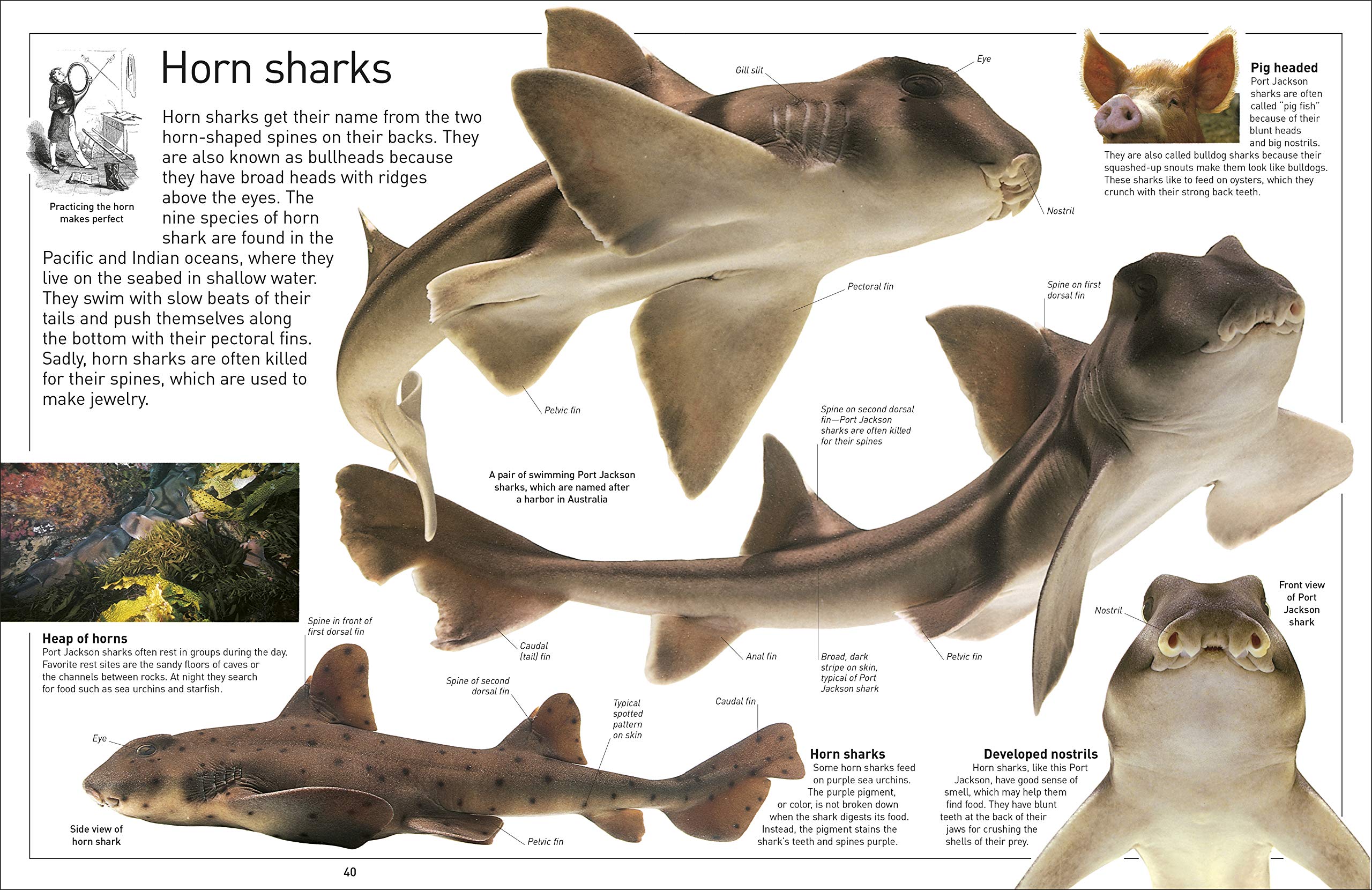 DK Eyewitness Books Shark by Dorling Kindersley 4