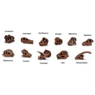 Dinosaur Skulls TOOB by Safari 1