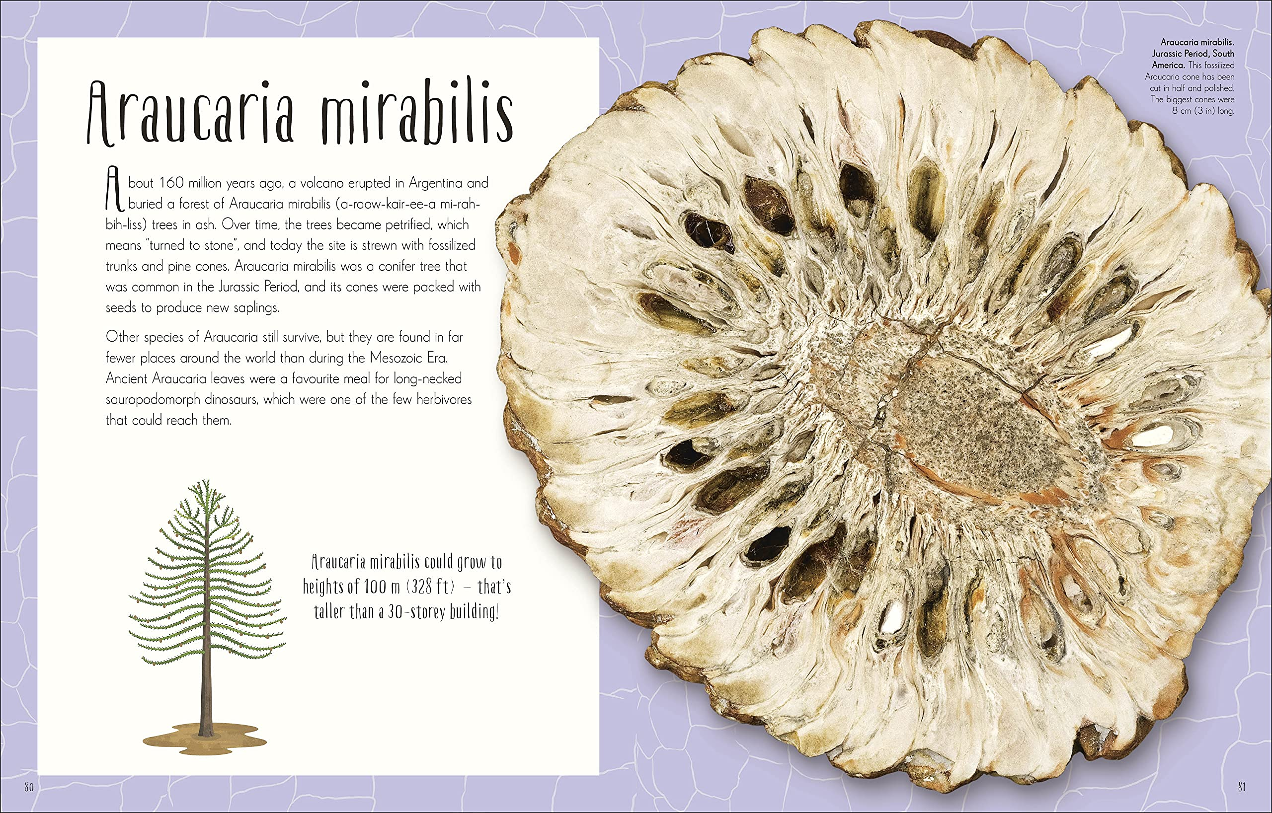 Dinosaurs and Other Prehistoric Life by Dorling Kindersley 5