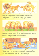 Dogs Usborne Beginners by Usborne 6