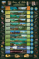 Eras of Life Geological Time Scale Laminated Poster by Feenixx