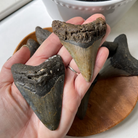 Genuine Fossil Megalodon Tooth Average 3"-by-Crystal Cavern Imports