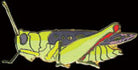 Grasshopper Pin by WM Spear Designs