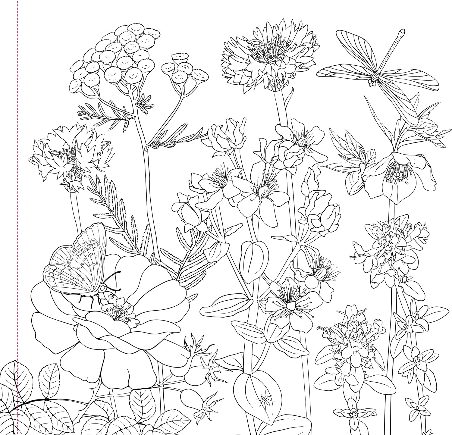 Wildflowers Adult Coloring Book by Peter Pauper Press