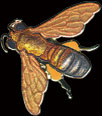 Honey Bee Pin by WM Spear Designs