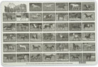 Horses Placemat by Painless Learning 1