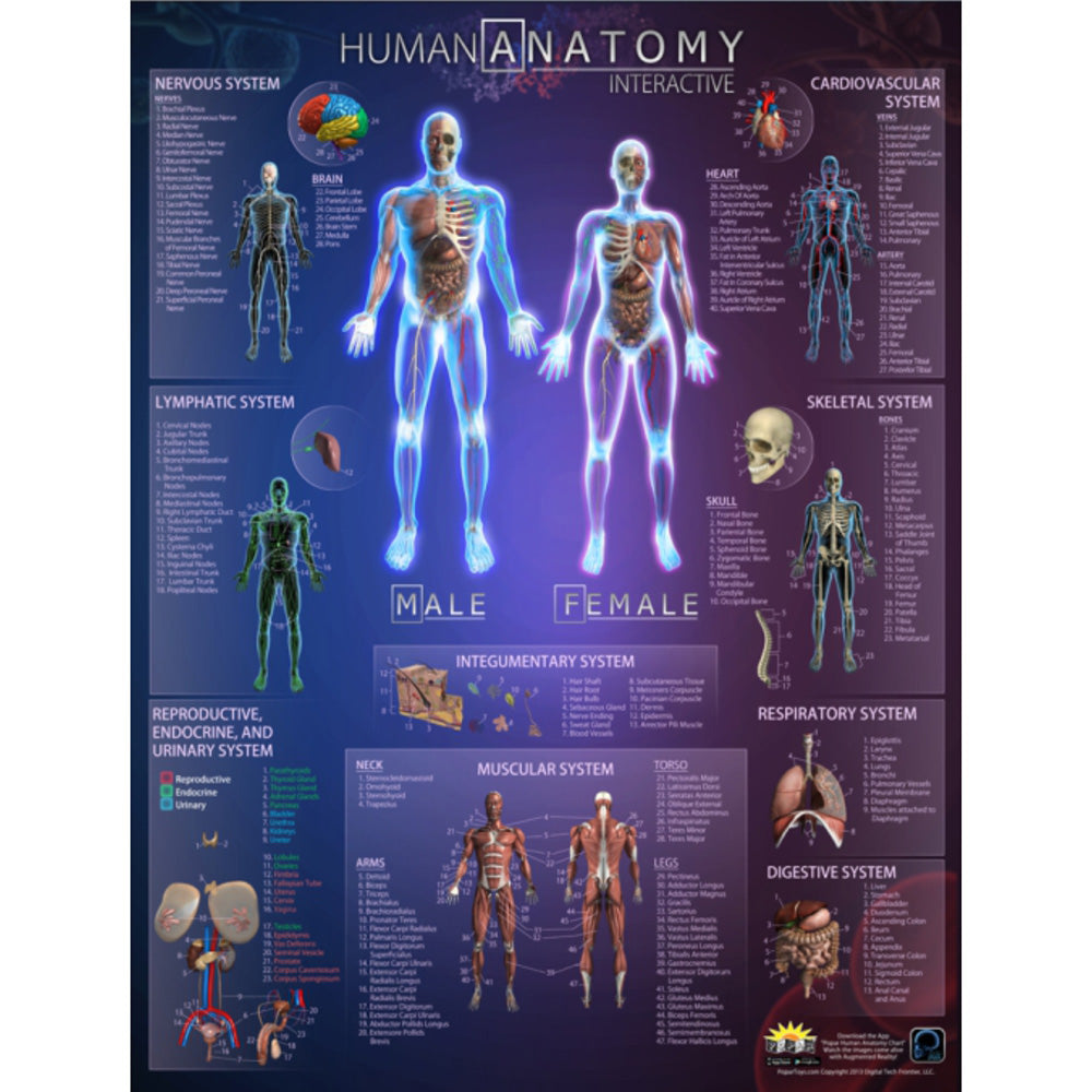 Human Anatomy Interactive Wall Chart by Waypoint Geographic