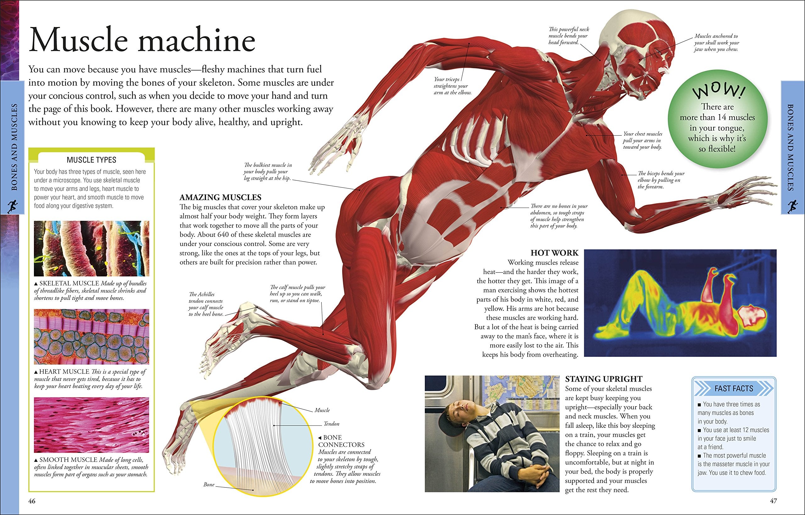 Human Body A Visual Encyclopedia by Dorling Kindersley 1