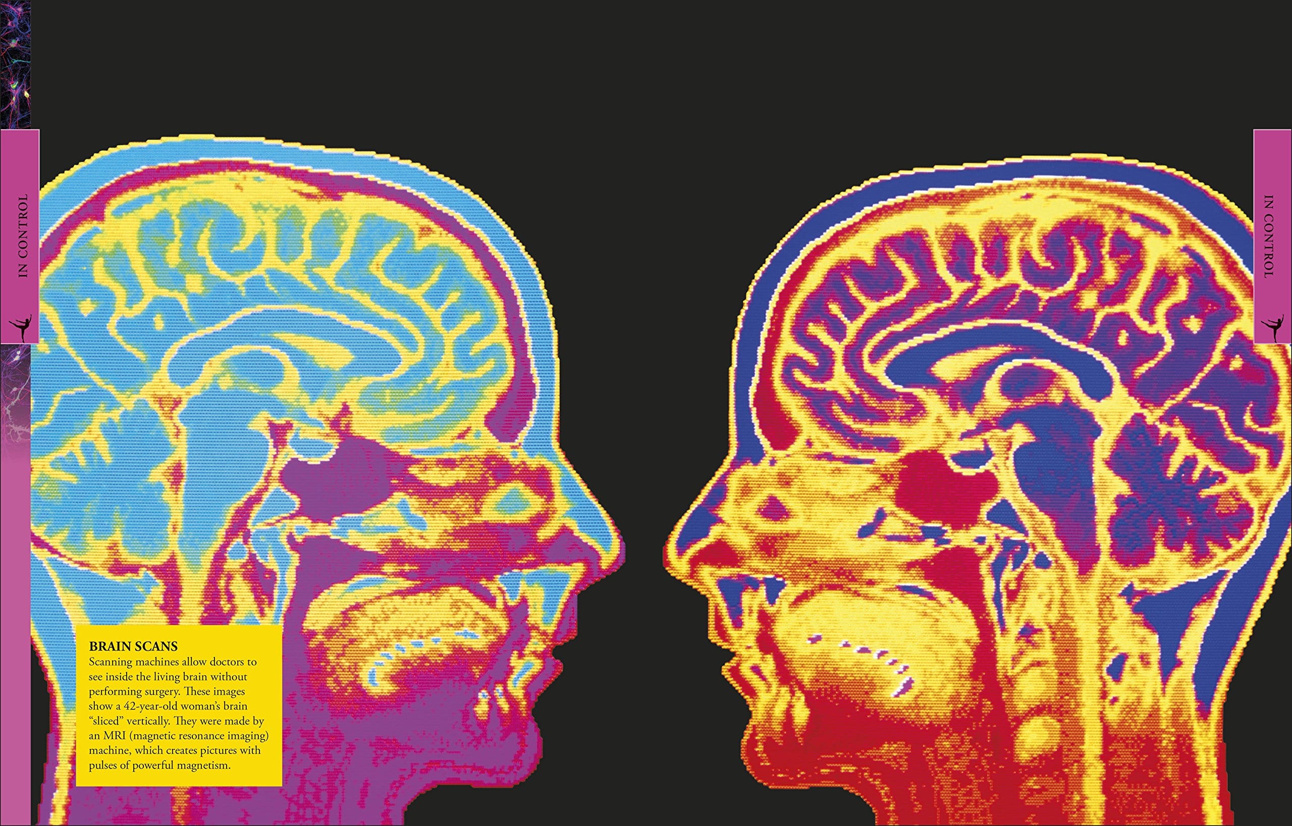 Human Body A Visual Encyclopedia by Dorling Kindersley 2