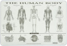 Human Body Placemat by Painless Learning 1