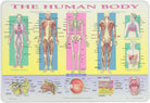 Human Body Placemat by Painless Learning