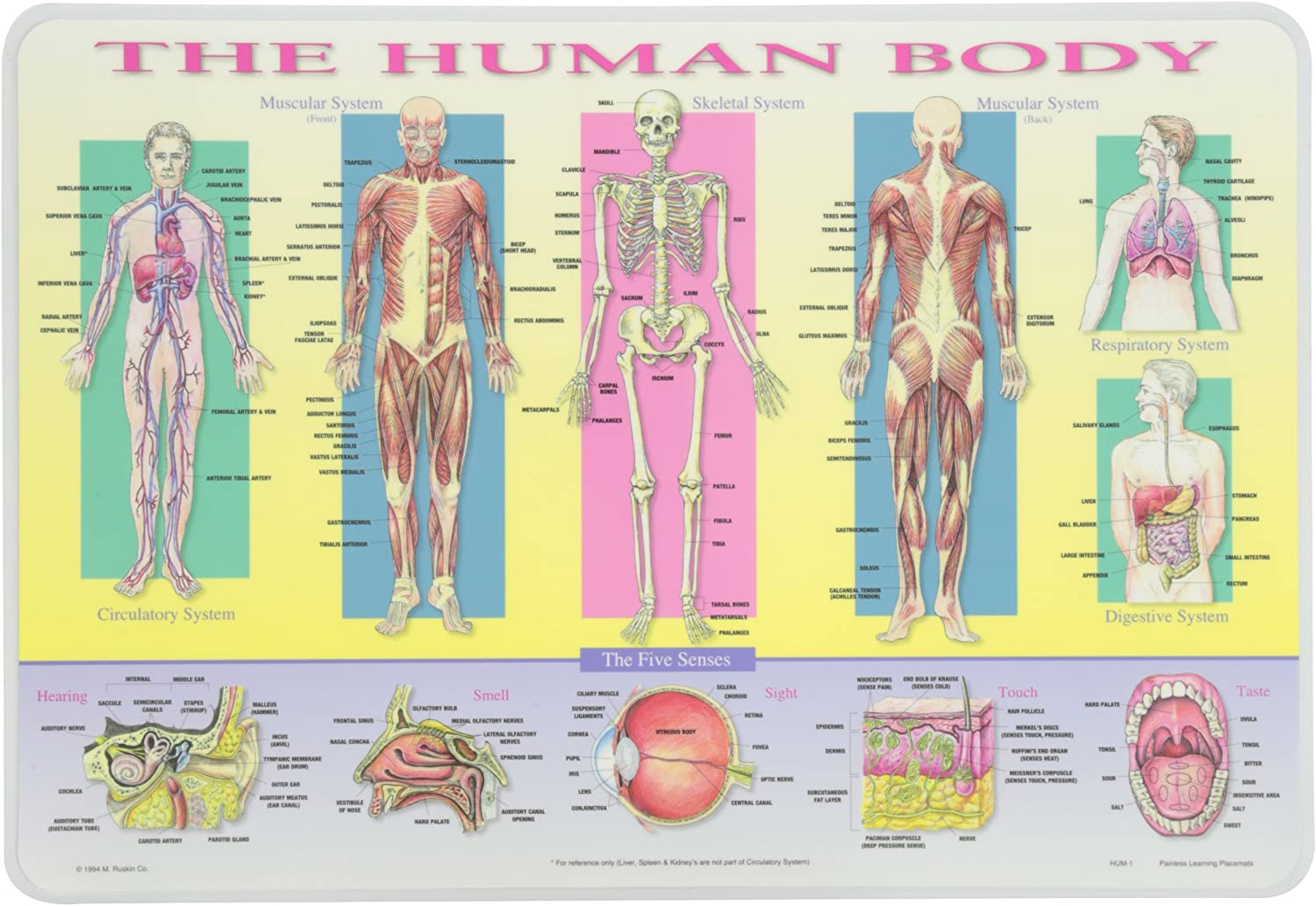 Human Body Placemat by Painless Learning