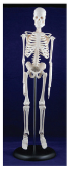 Human Skeleton Model 42cm by Supertek