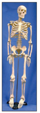 Human Skeleton Model 85cm by Supertek