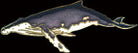 Humpback Whale Pin by WM Spear Designs