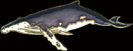 Humpback Whale Pin by WM Spear Designs