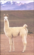 I Can Read Level 1 Ranger Rick I Wish I Was a Llama by Harper Collins 3