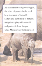 I Can Read Level 1 Ranger Rick I Wish I Was an Elephant by Harper Collins 3