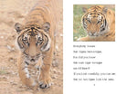 I Can Read Level 2 Amazing Tigers by Harper Collins 1