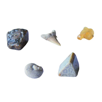 I Dig It Fossils Real Fossils Excavation Kit by Thames Kosmos 2