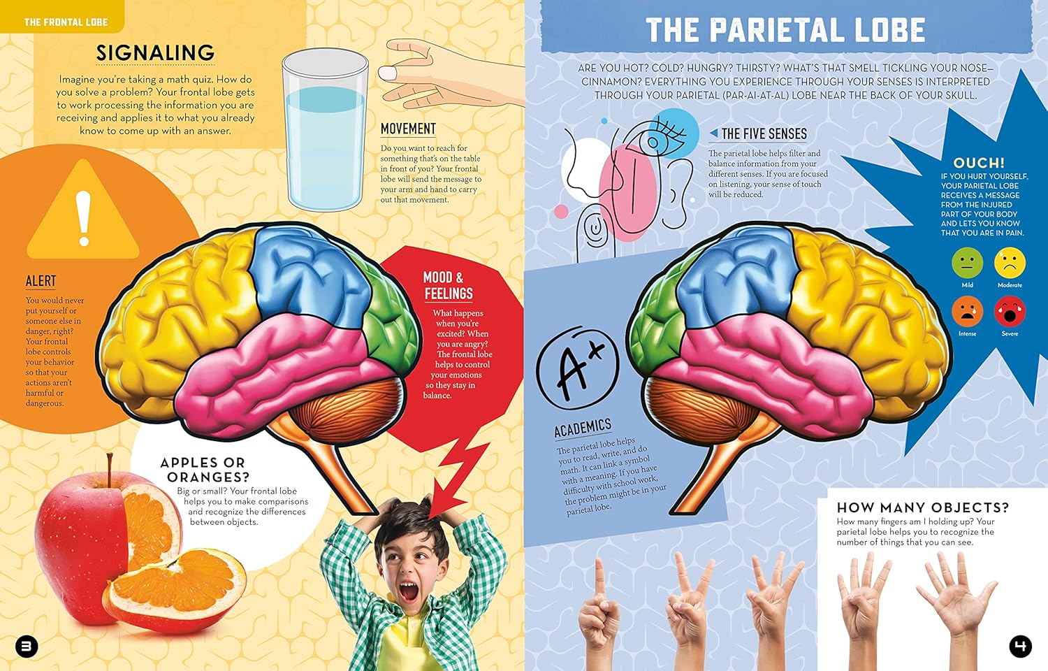 Inside Out Human Brain: Explore Inside Your Body's Super Computer