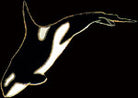 Killer Whale Pin by WM Spear Designs