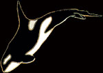 Killer Whale Pin by WM Spear Designs