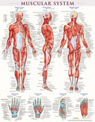 Laminated Muscular System Poster by BarCharts