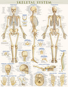 Laminated Skeletal System Poster by BarCharts
