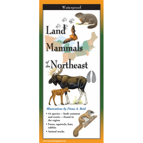 Land Mammals of the Northeast by Earth Sky Water