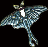 Luna Moth Pin by WM Spear Designs