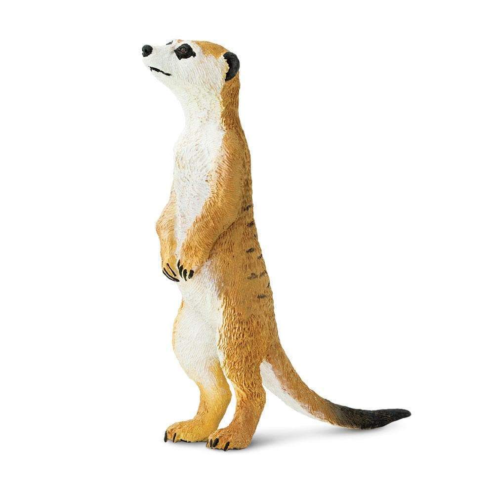 Meerkat by Safari