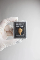 Mosasaurus Tooth-by-Stemcell Science