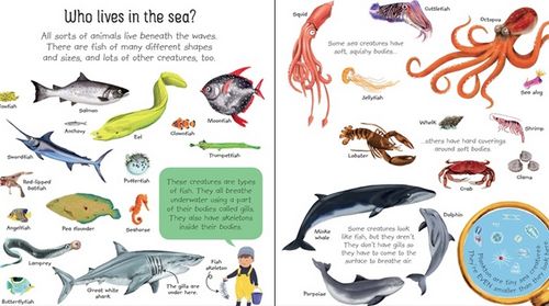 My Very First Seas and Oceans Book by Usborne 2