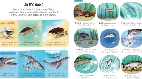 My Very First Seas and Oceans Book by Usborne 3