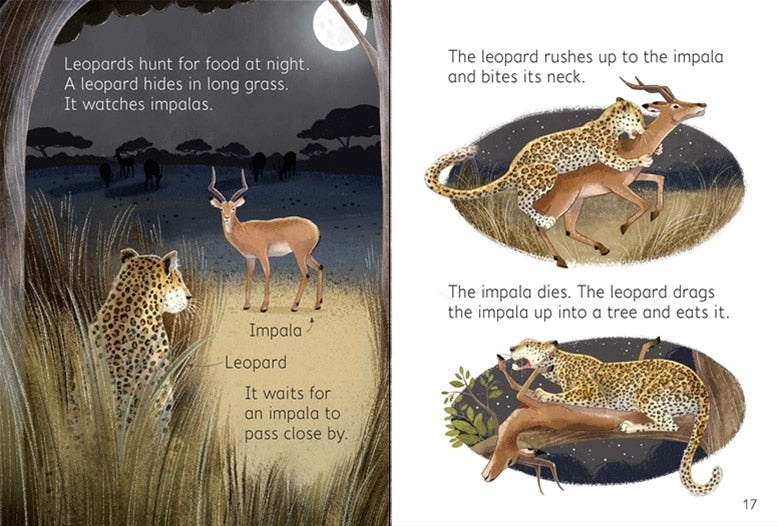 Night Day Animals Usborne Beginners by Usborne 2