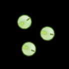 Nightball NightBat Baseball 3 Pack by Tangle Creations 1