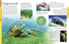 Ocean A Visual Encyclopedia by Dorling Kindersley 4