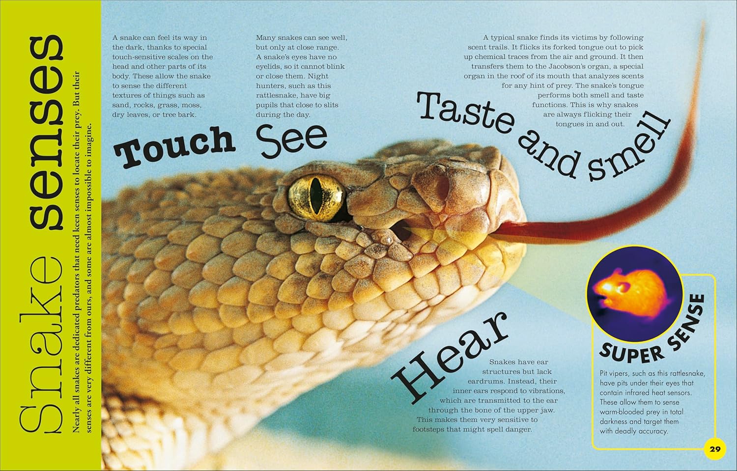 Everything You Need to Know About Snakes: And Other Scaly Reptiles  by DK Publishing